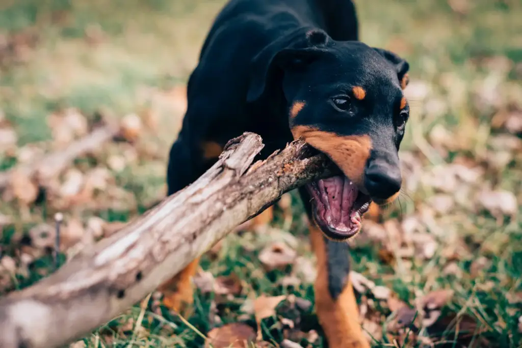 A playful dog biting a large stick outdoors.
