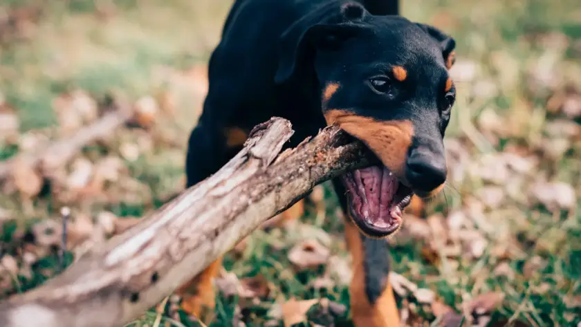 A playful dog biting a large stick outdoors.