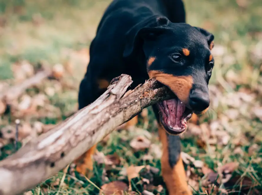 A playful dog biting a large stick outdoors.