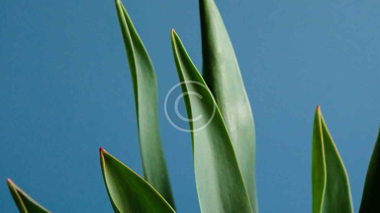 Close-up of tall green leaves against a clear blue sky.