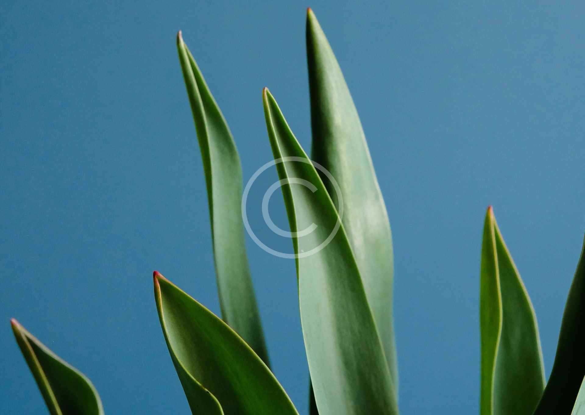 Close-up of tall green leaves against a clear blue sky.