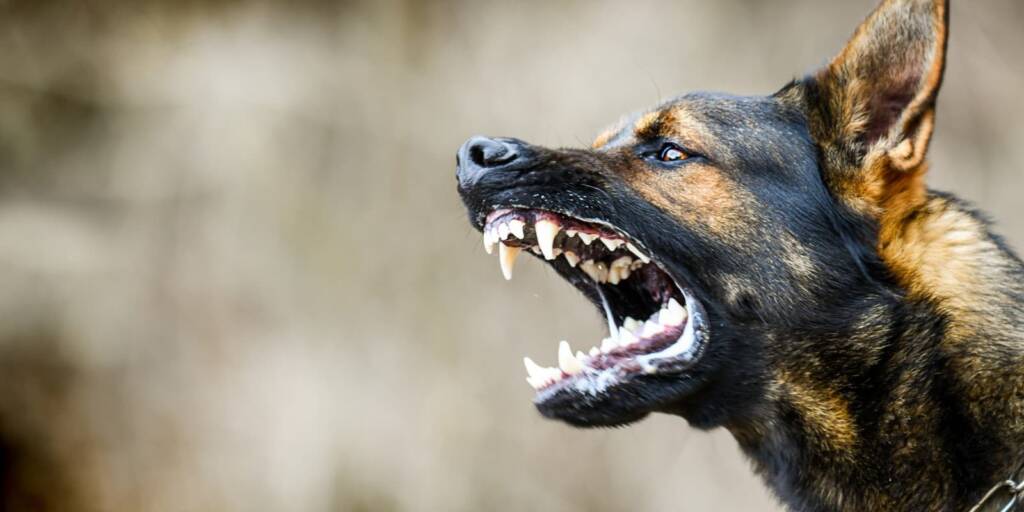 Close-up of an angry dog baring its teeth.