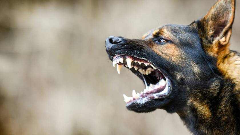 Close-up of an angry dog baring its teeth.