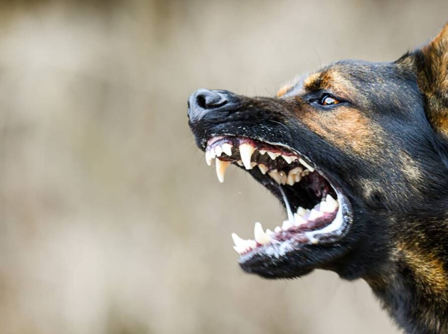 Close-up of an angry dog baring its teeth.