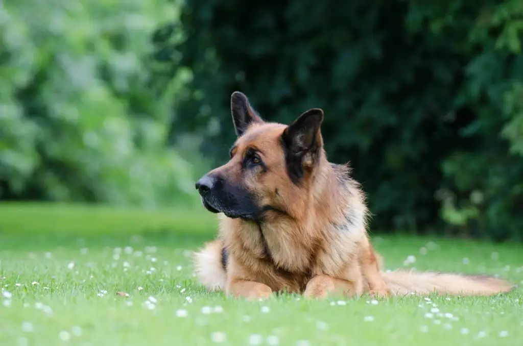A German Shepherd lying on grass, looking attentively to the side.