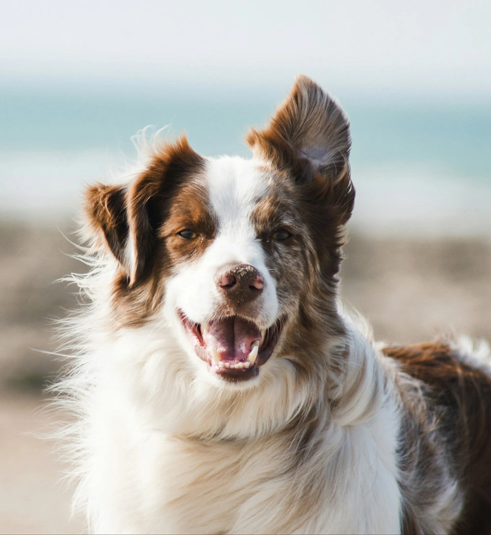 Happy brown and white dog smiling at the beach.