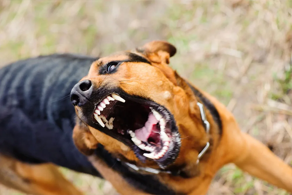 A dog barking aggressively with mouth open wide.