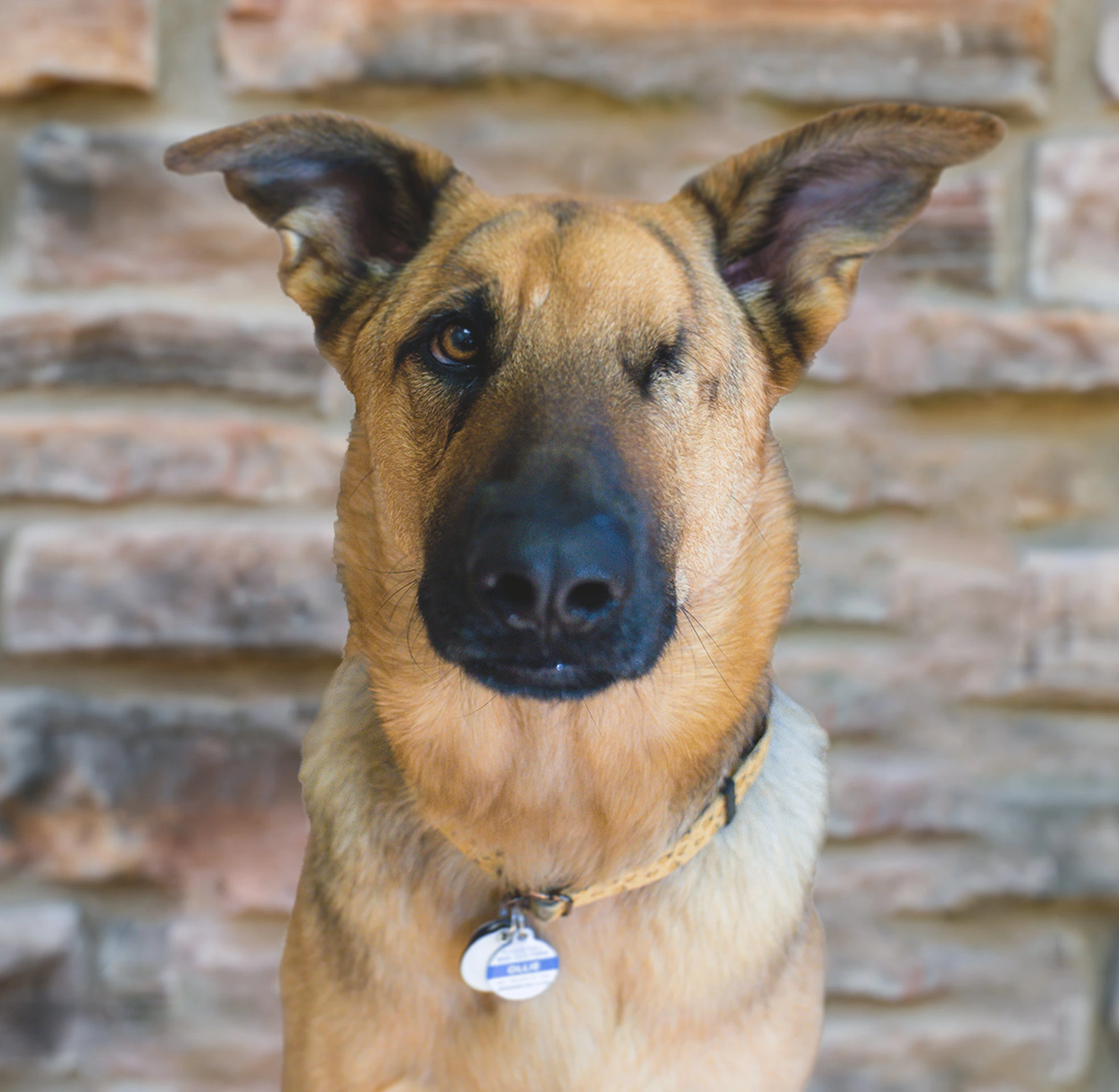 A close-up of a German Shepherd dog with a stone wall background.