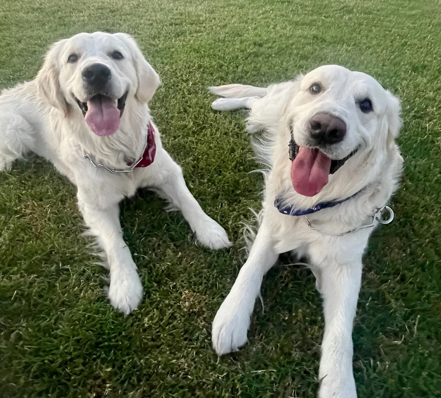 Two happy white dogs sitting on grass, smiling at the camera.