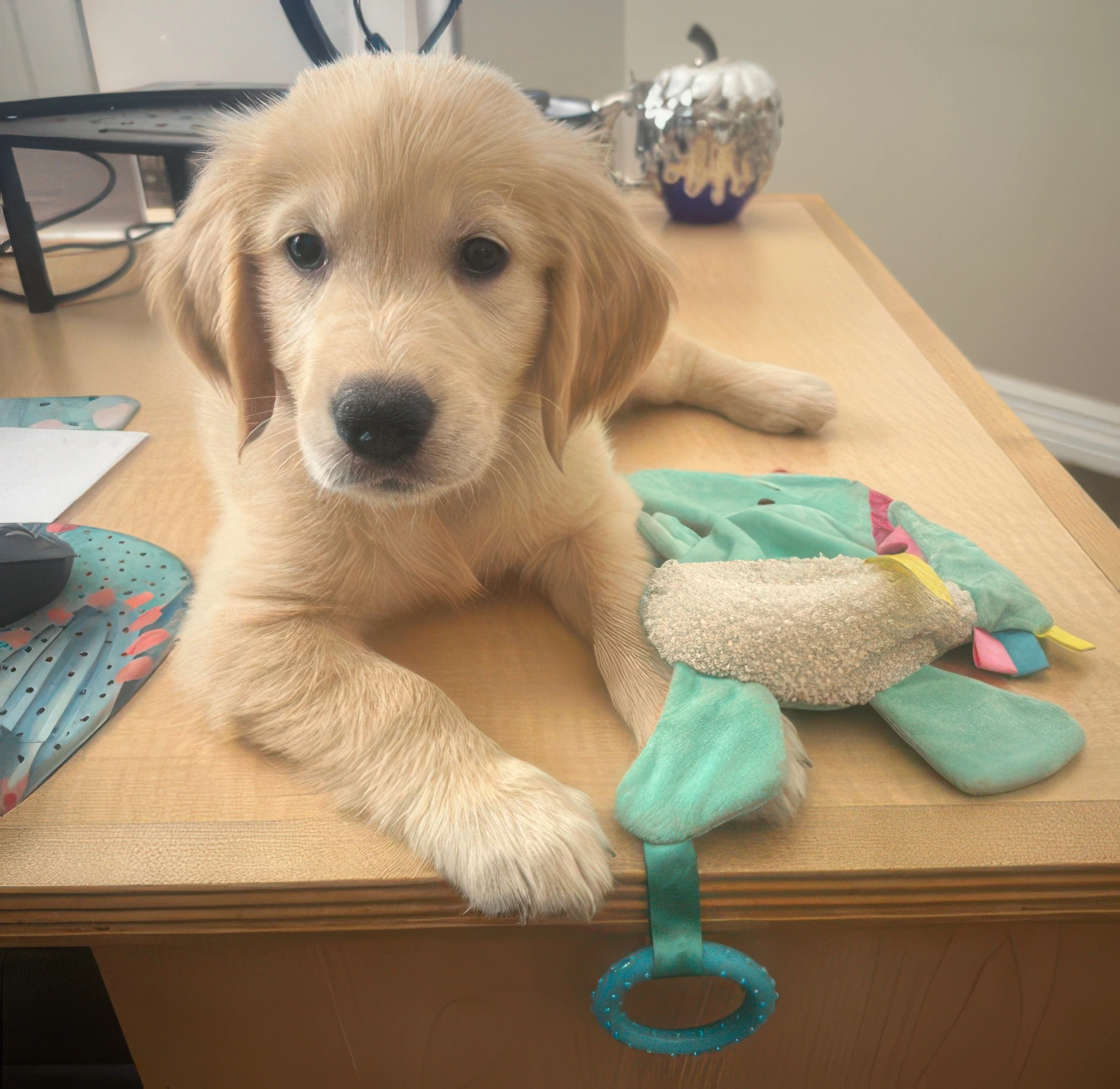 Golden retriever puppy resting on a table with toys.
