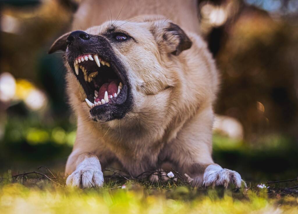 law about dog bites, laws on dog attacks
