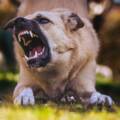 Laws About Dog Bites and Attacks in Arizona: What Every Victim Should Know