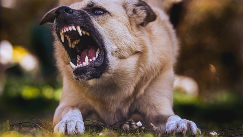 law about dog bites, laws on dog attacks