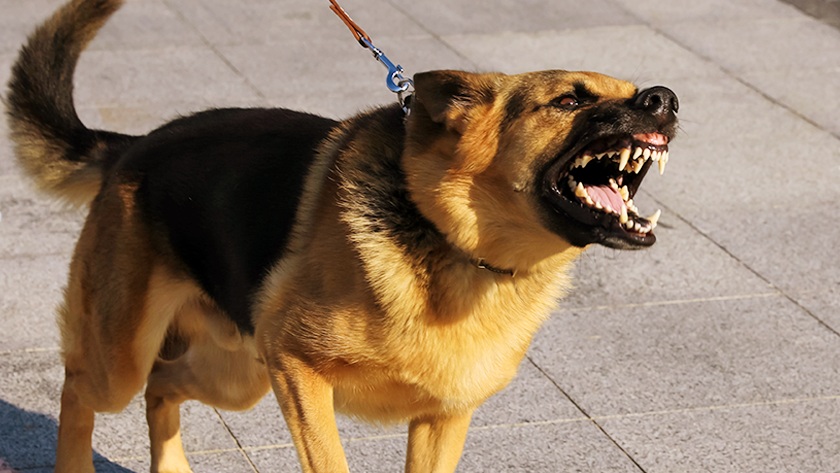 do i need a lawyer for a dog bite