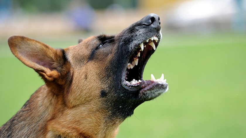 what are my rights if a dog attacks me