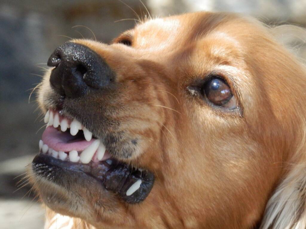 arizona dog bite attorney, dog bite injury claims