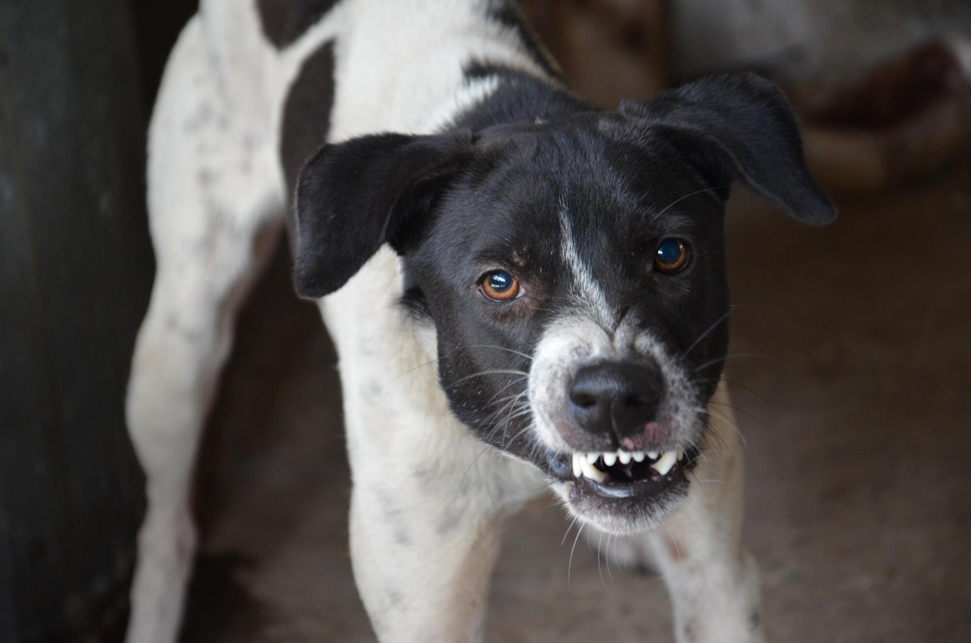 How an Attorney for Dog Attack Cases Secures Maximum Compensation