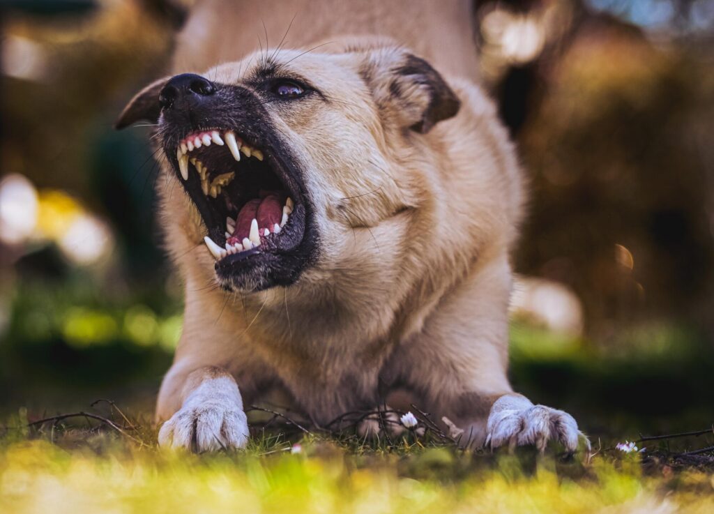 phoenix dog bite lawyers