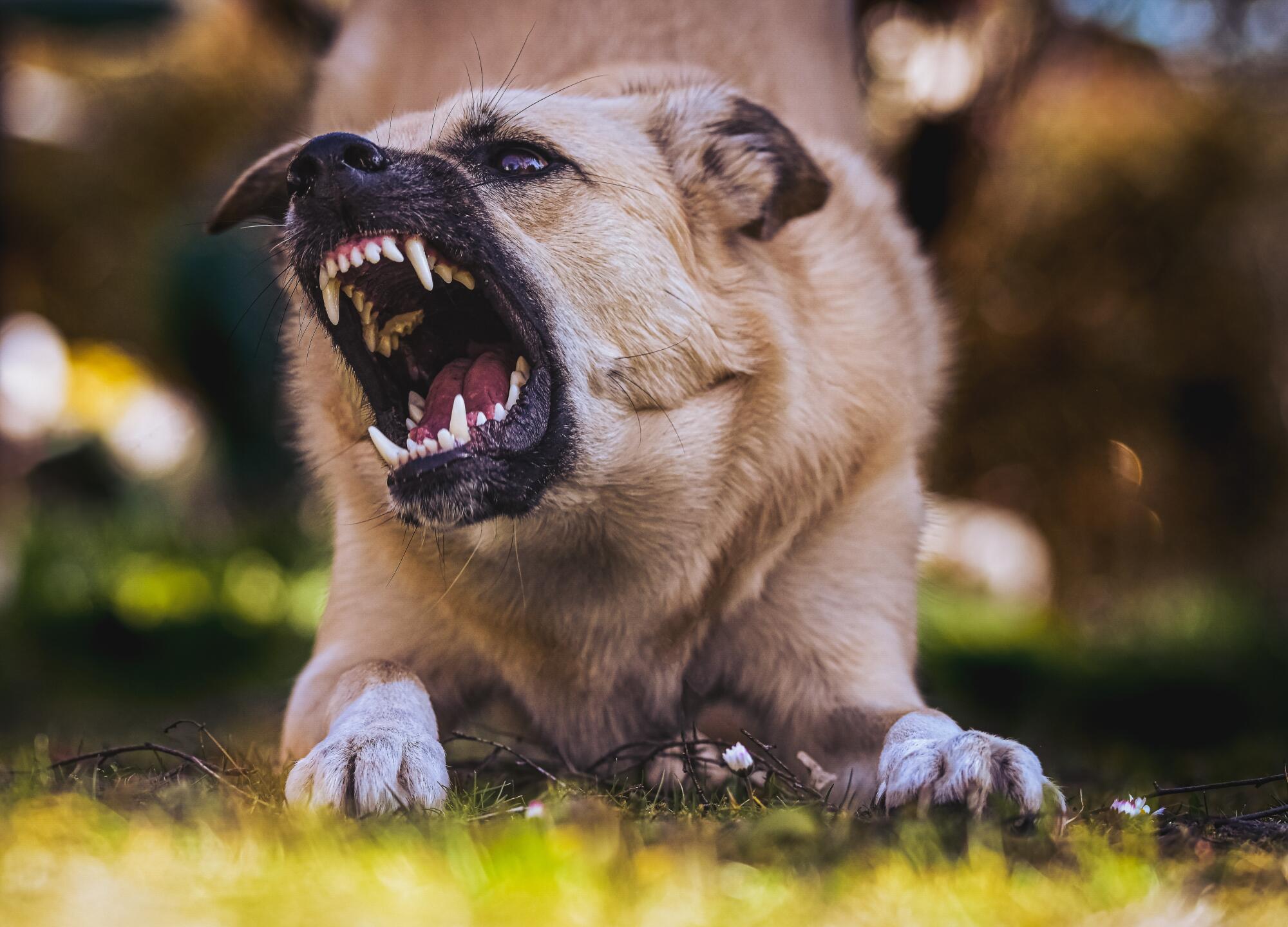 Phoenix Dog Bite Lawyers: Why Victims Trust Bailey Law Firm