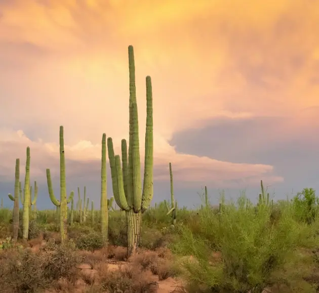 Tall cacti stand against a colorful sunset sky in a desert landscape.